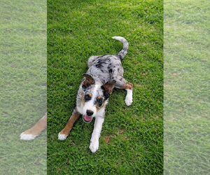 Border-Aussie Dogs for adoption in Dallas, TX, USA