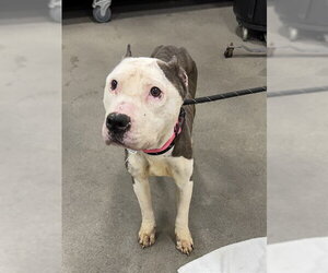 Mutt Dogs for adoption in Forestville, MD, USA