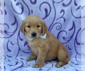 Golden Retriever Puppy for sale in LANCASTER, PA, USA