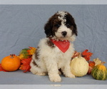 Small Photo #5 Goldendoodle (Miniature) Puppy For Sale in MILLERSBURG, OH, USA