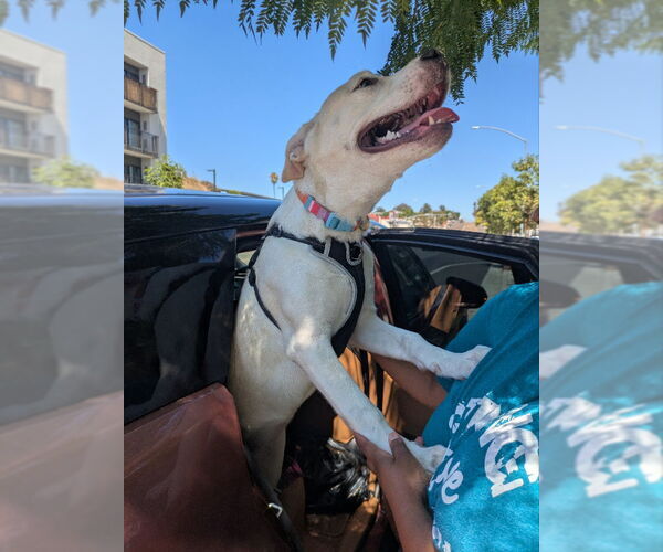 Medium Photo #5 American Staffordshire Terrier-Siberian Husky Mix Puppy For Sale in San Diego, CA, USA