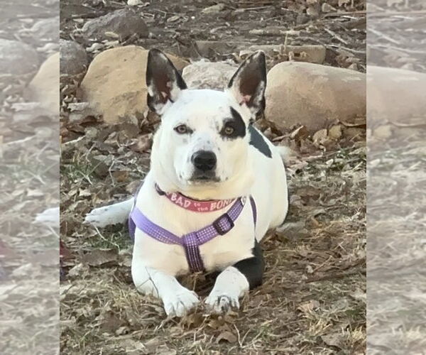 Medium Photo #2 Staffordshire Bull Terrier-Unknown Mix Puppy For Sale in Des Moines, IA, USA