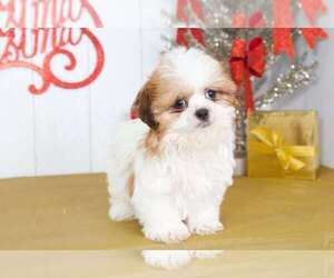 Shih Tzu Puppy for sale in MOUNT VERNON, OH, USA
