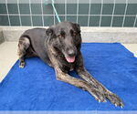 Small #2 German Shepherd Dog Mix
