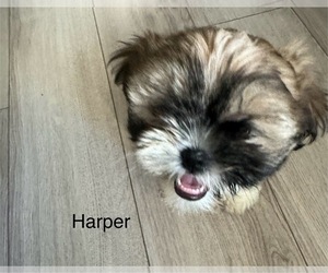 Shih Tzu Puppy for sale in WASHINGTON, DC, USA