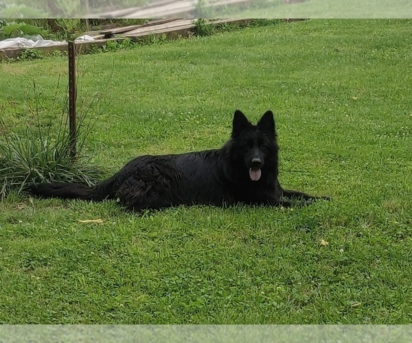 Medium Photo #1 German Shepherd Dog Puppy For Sale in COUCH, MO, USA