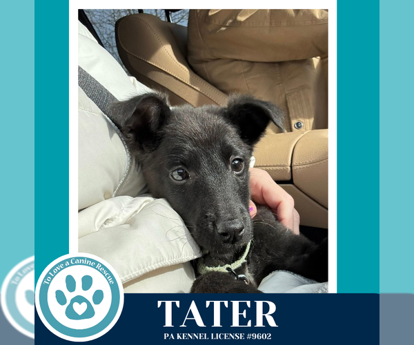 Medium Photo #2 Labrador Retriever-Unknown Mix Puppy For Sale in Kimberton, PA, USA