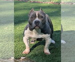 Small Photo #2 American Bulldog-Unknown Mix Puppy For Sale in Calhoun, GA, USA