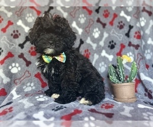 ShihPoo Puppy for sale in LAKELAND, FL, USA