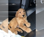 Small Photo #2 Golden Retriever Puppy For Sale in DETROIT, MI, USA
