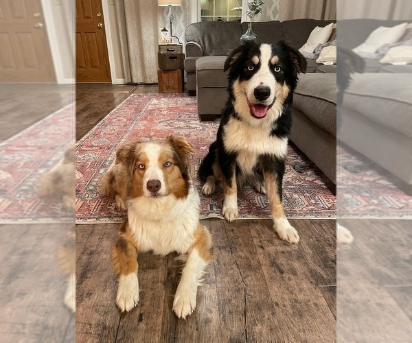 Medium Photo #1 Australian Shepherd Puppy For Sale in LA RUE, OH, USA