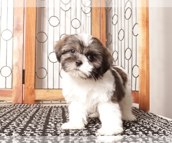 Medium Photo #1 Shih Tzu Puppy For Sale in NAPLES, FL, USA