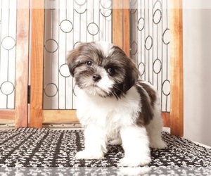 Shih Tzu Litter for sale in NAPLES, FL, USA