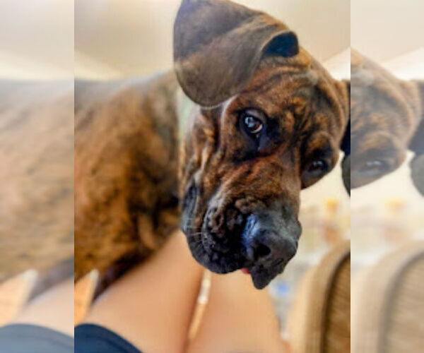 Medium Photo #5 Brazilian Mastiff-Dogue de Bordeaux Mix Puppy For Sale in Jasper, AL, USA