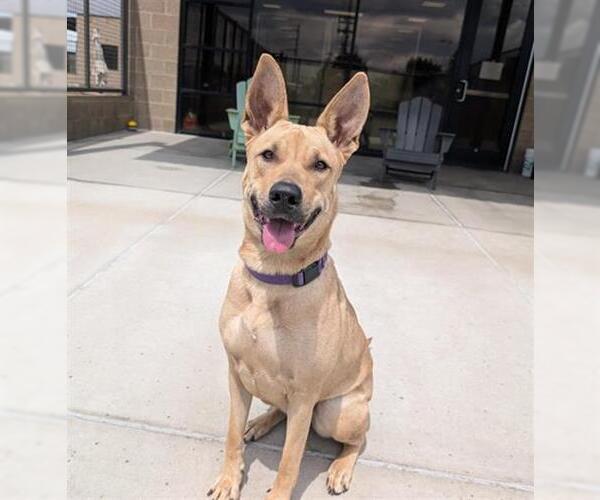 Medium Photo #2 Black Mouth Cur-Unknown Mix Puppy For Sale in Fort Collins, CO, USA