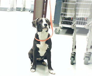 Labrador Retriever-Unknown Mix Dogs for adoption in Fayetteville, NC, USA