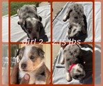 Puppy Puppy 5 Texas Heeler