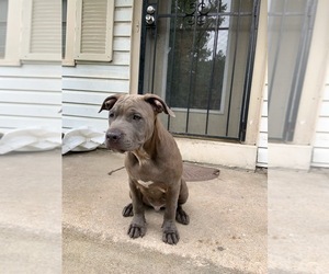 American Bully Puppy for sale in KANSAS CITY, MO, USA