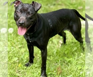 Sammy - Female Mutt Dog for Adoption - Photo #5