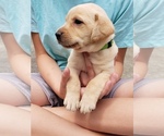 Small Photo #1 Labrador Retriever Puppy For Sale in CORDELE, GA, USA