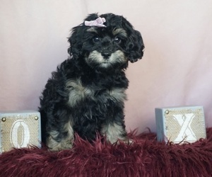 Schnoodle (Miniature) Puppy for sale in WARSAW, IN, USA