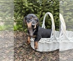 Small #3 Dachshund