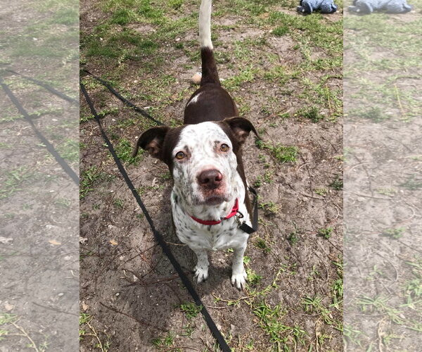 Medium Photo #34 Mutt Puppy For Sale in Pompano Beach , FL, USA