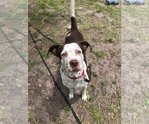 Hayden - Female American Pit Bull Terrier-Pointer Mix Dog for Adoption - Photo #34