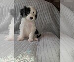 Small Photo #9 Sheepadoodle Puppy For Sale in TAYLOR, MI, USA