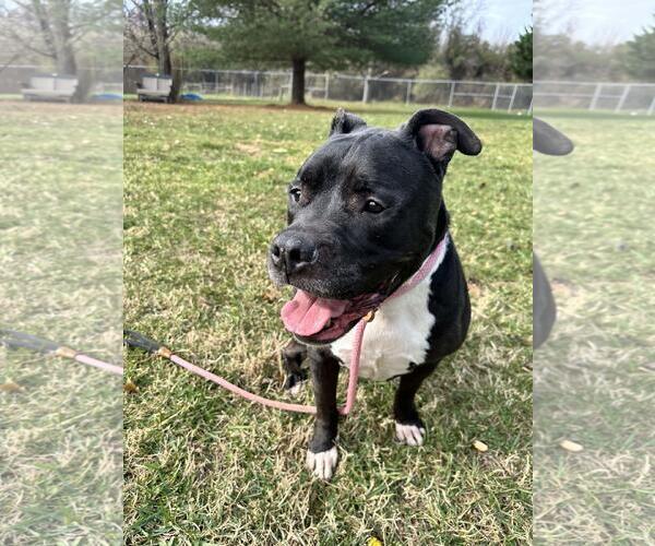 Medium Photo #1 American Staffordshire Terrier-Unknown Mix Puppy For Sale in Front Royal, VA, USA