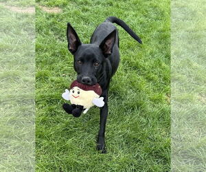 Mutt Dogs for adoption in Phoenix, AZ, USA