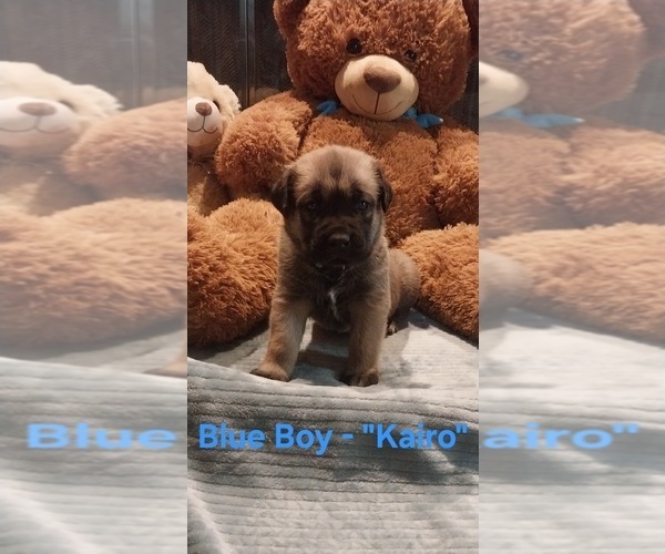 Medium Photo #2 Cane Corso Puppy For Sale in DANVILLE, IL, USA