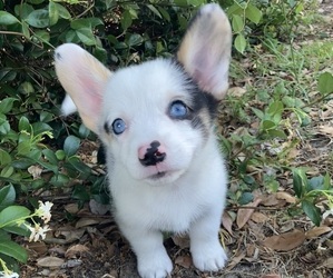 American Corgi Puppy for sale in BRANDON, FL, USA