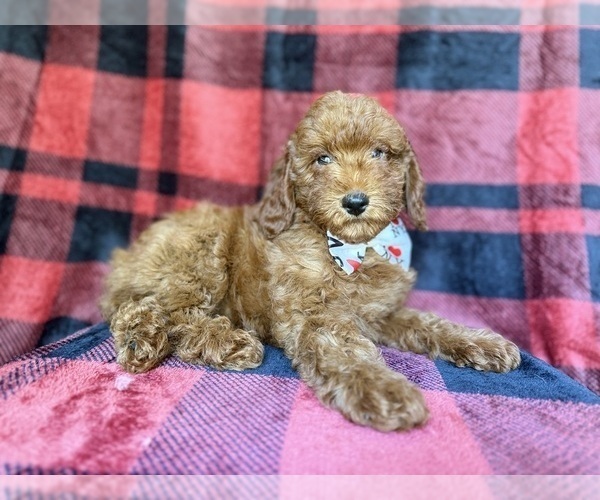 Medium Photo #5 Poodle (Miniature) Puppy For Sale in LAKELAND, FL, USA