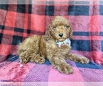 Small #4 Poodle (Miniature)