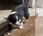 Small Photo #2 Border-Aussie Puppy For Sale in PUEBLO, CO, USA