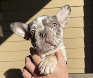 Medium French Bulldog