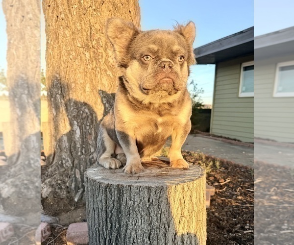 Medium Photo #5 French Bulldog Puppy For Sale in FORT LAUDERDALE, FL, USA