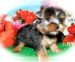Small Photo #2 Yorkshire Terrier Puppy For Sale in HAMMOND, IN, USA