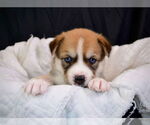 Small #5 Siberian Husky Mix