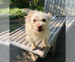 Cairn Terrier-Unknown Mix Dogs for adoption in Bellevue, WA, USA
