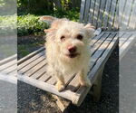 Small Cairn Terrier Mix