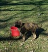Small Photo #1 Cane Corso-Mastiff Mix Puppy For Sale in CABOOL, MO, USA