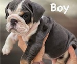 Small #2 English Bulldog