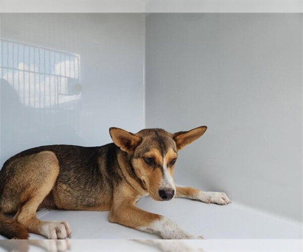 Medium Photo #1 German Shepherd Dog-Unknown Mix Puppy For Sale in Houston, TX, USA