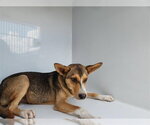 Small German Shepherd Dog Mix