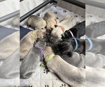 Small #1 Cane Corso