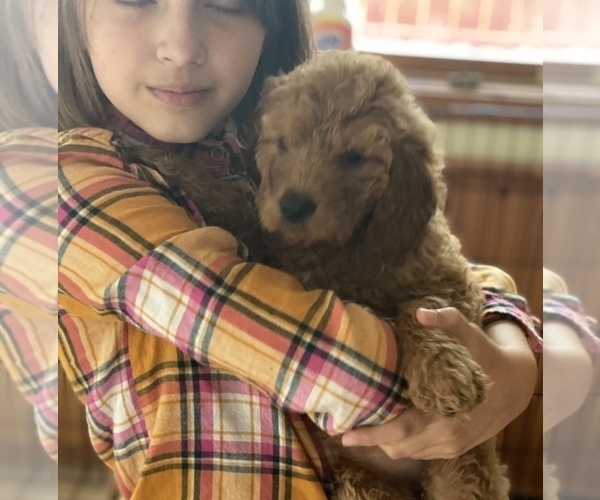 Medium Photo #4 Goldendoodle Puppy For Sale in STRONGSVILLE, OH, USA