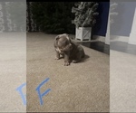 Small Photo #9 American Bully Puppy For Sale in WINDSOR, PA, USA
