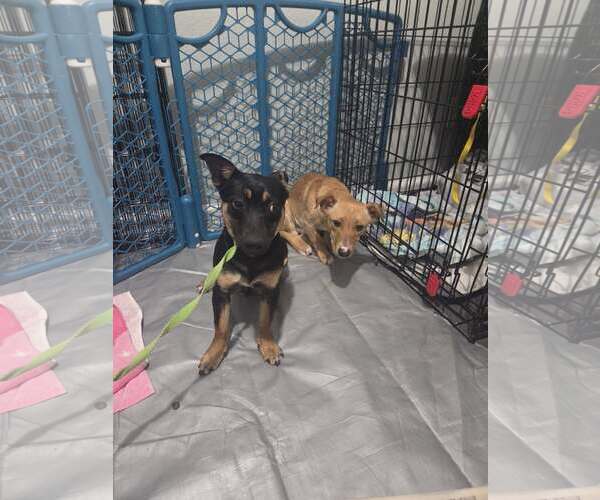 Medium Photo #6 Dachshund-Unknown Mix Puppy For Sale in Arlington, WA, USA